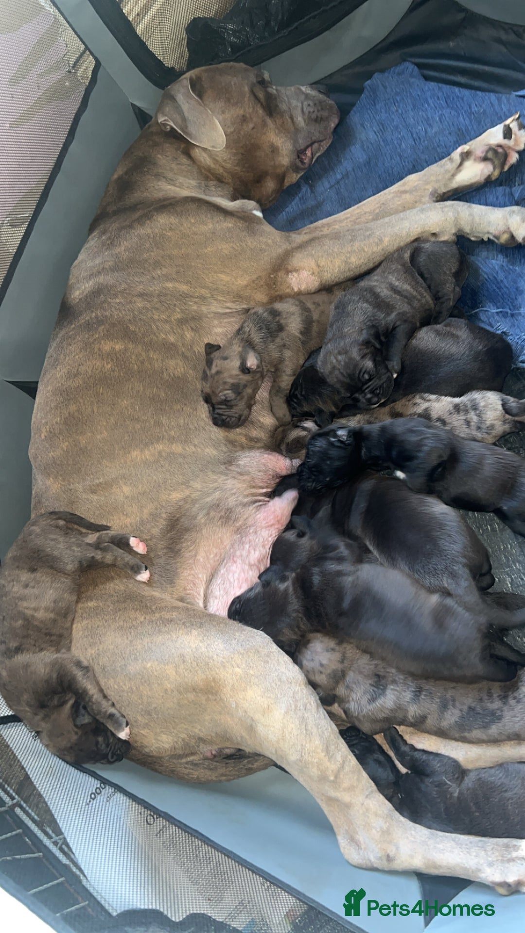 Mixed Breed dogs for sale: Staffy X  - Image 1