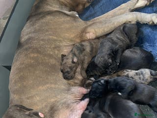 Mixed Breed dogs Staffy X - Advert 3