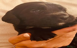 Sprocker dogs for sale: Adorable sprockers  - Image 27