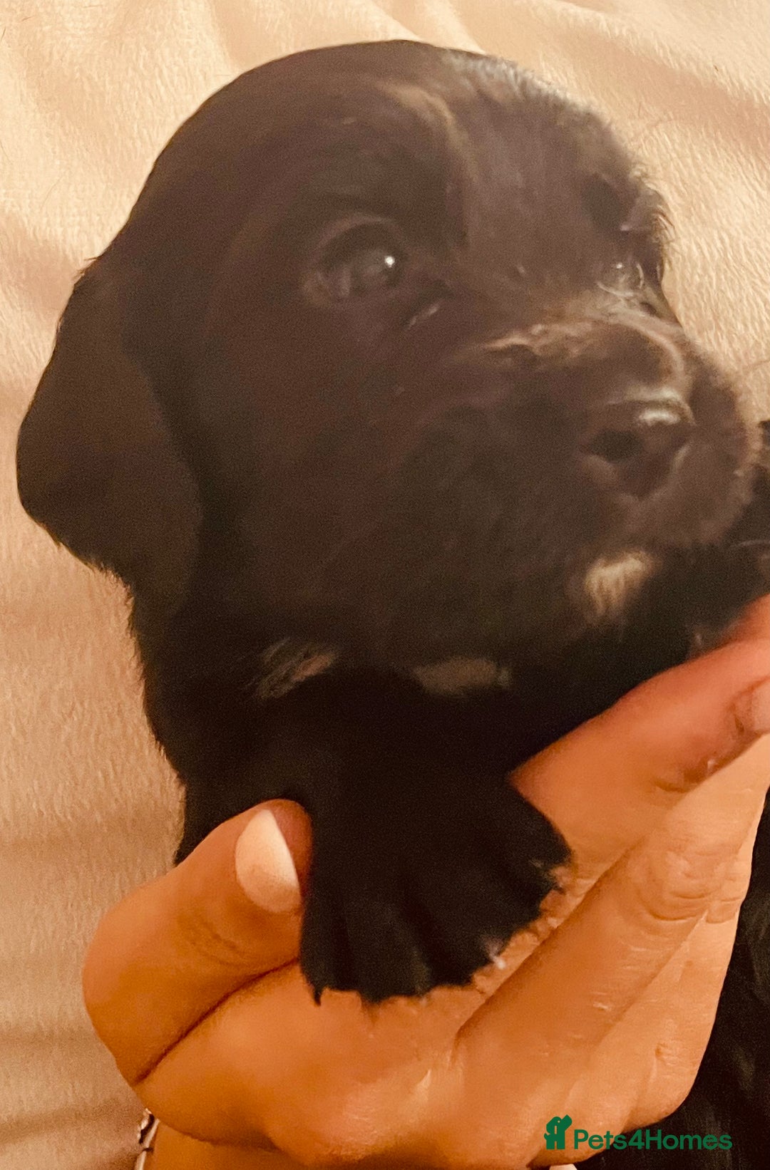 Sprocker dogs for sale: Adorable sprockers  - Image 27