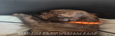 Orange collar