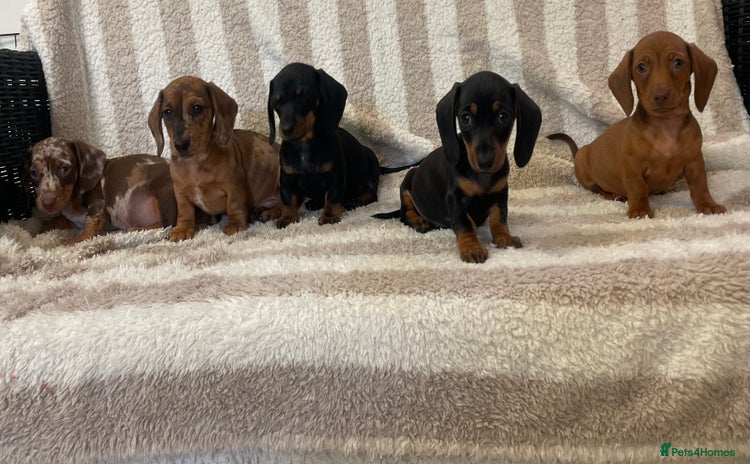 Miniature Dachshund dogs - Advert 2