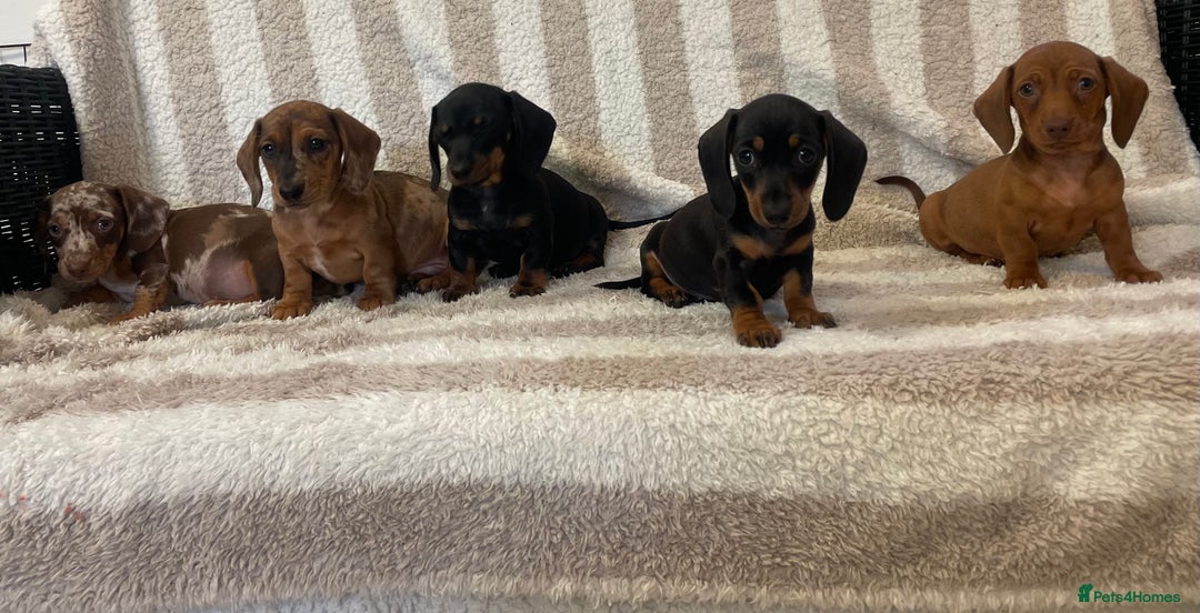Miniature Dachshund dogs for sale: Beautiful Dachunds ready now  - Image 1