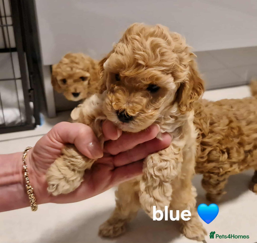 Cavapoo dogs for sale: Beautiful F1b cavapoo 💚💙🩷 - Image 11