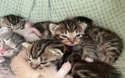 Munchkin cats for sale: Munchkin kittens for sale - Image 14