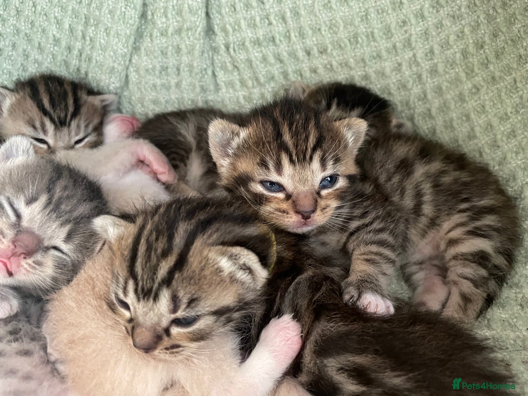 Munchkin cats for sale: Munchkin kittens for sale - Image 14