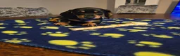 Dachshund dogs for sale: Beautiful short hair dachshund puppies in Bournemouth - Advert 8