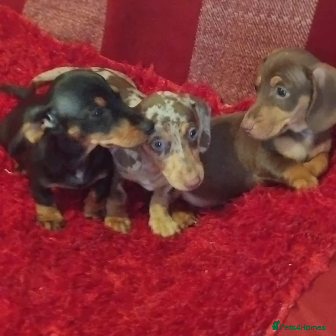 Dachshund dogs for sale: pedigree miniature dachshunds - Advert 2