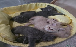 British Shorthair cats for sale: A charming kitten will be available in December. - Image 9