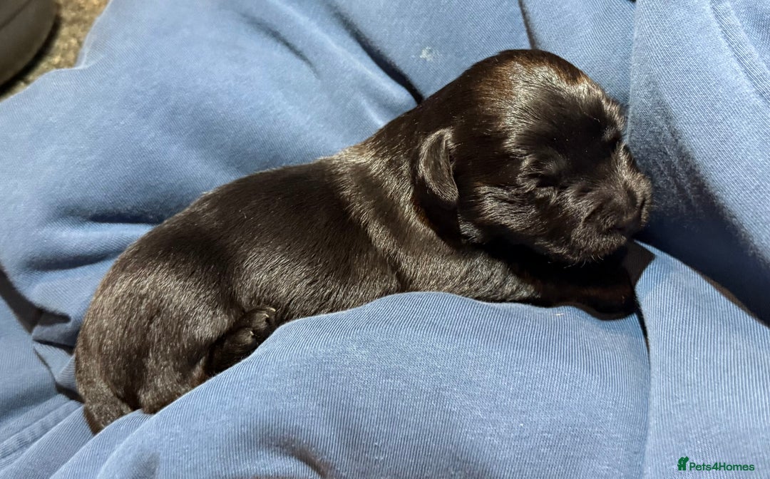 Labrador Retriever dogs for sale: black labradors - Image 5