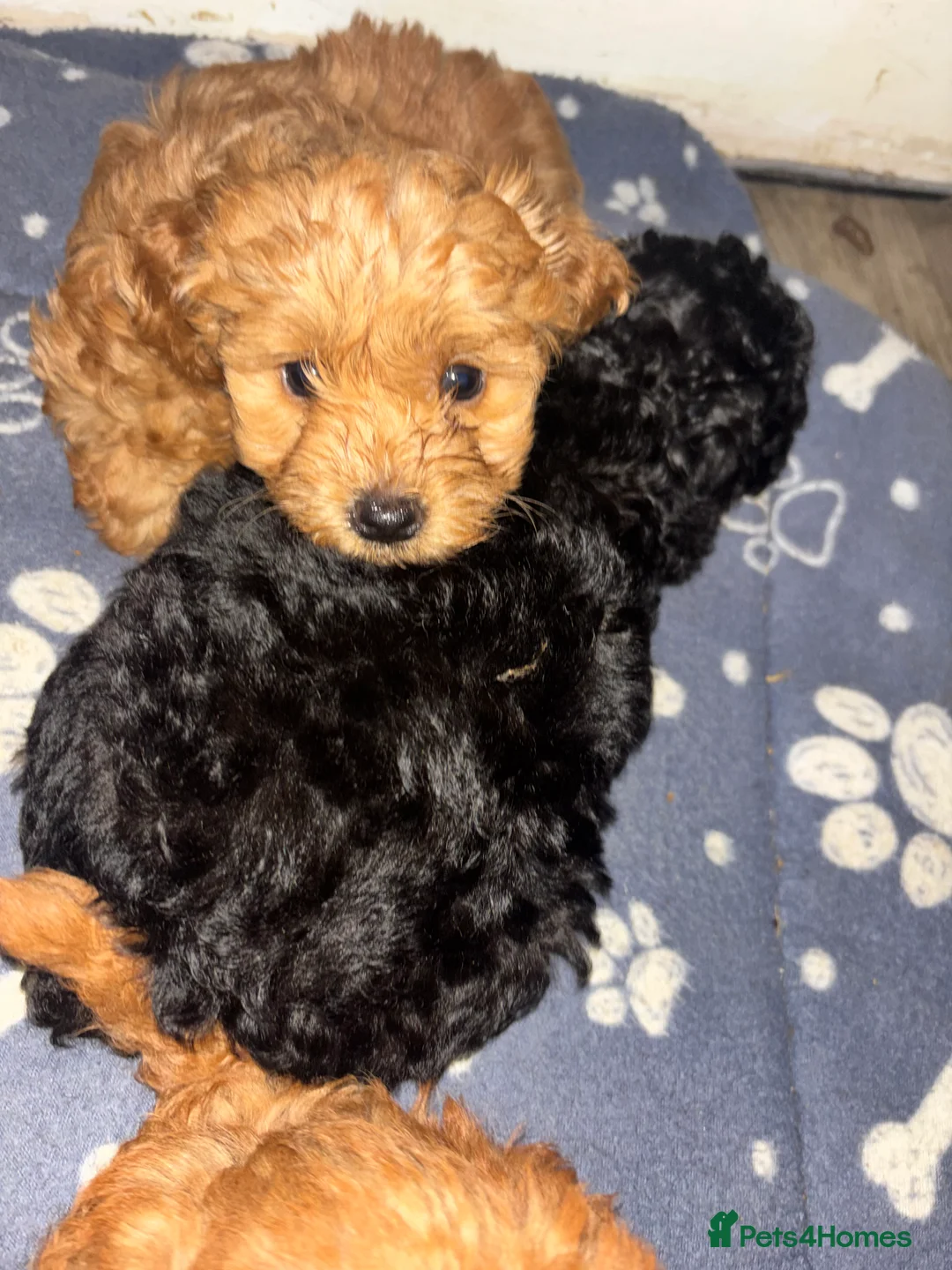 Cockapoo dogs for sale: F1B Mini Cockapoos - Advert 6