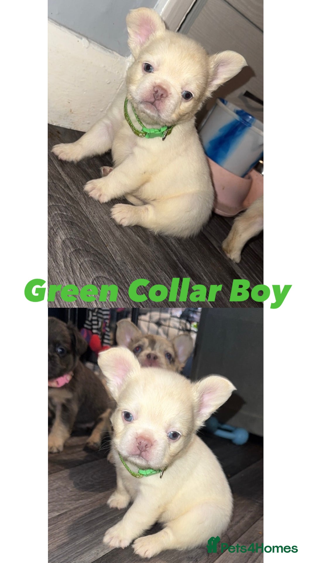 French Bulldog dogs for sale: REDUCED! Fluffy French Bulldog Puppies  - Advert 20