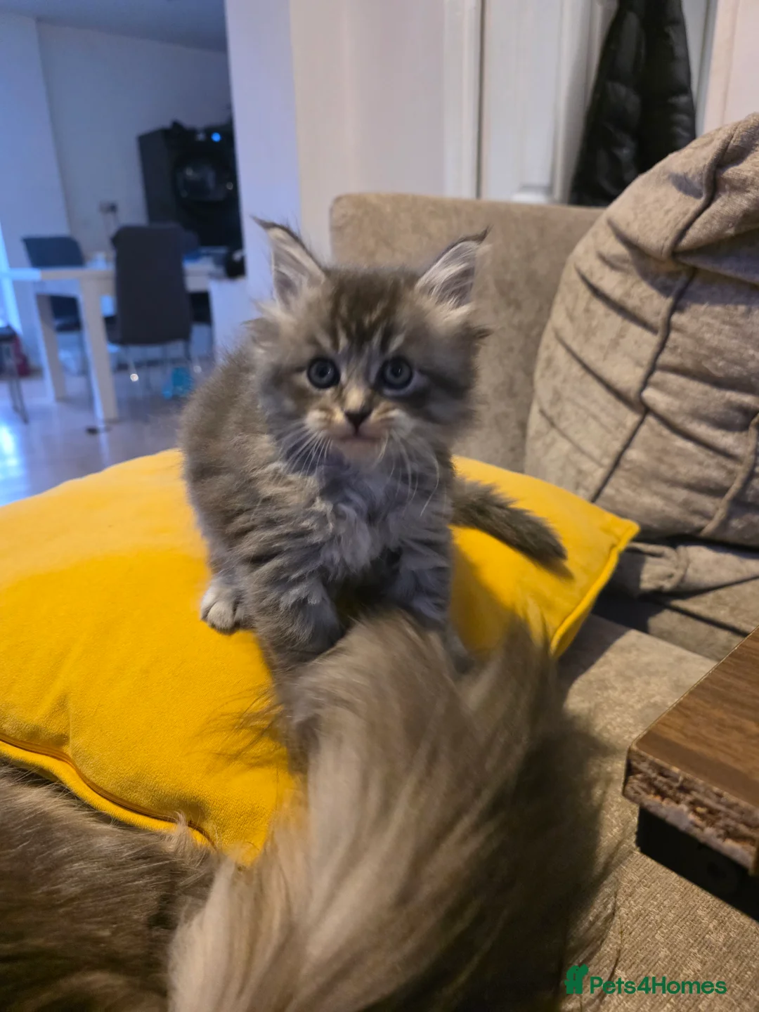 Maine Coon cats for sale: Pure maine coons kittens 2bs 3gs ready 14/2/26 - Advert 8