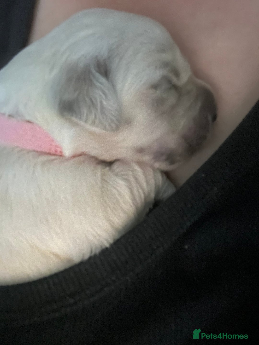 Golden Retriever dogs for sale: Beautiful KC Golden Retriever Babies  - Image 5