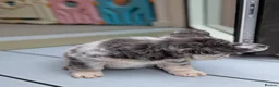 French Bulldog dogs for sale: Little lilo and the one and only Atlas litter in Mitcham - Advert 6