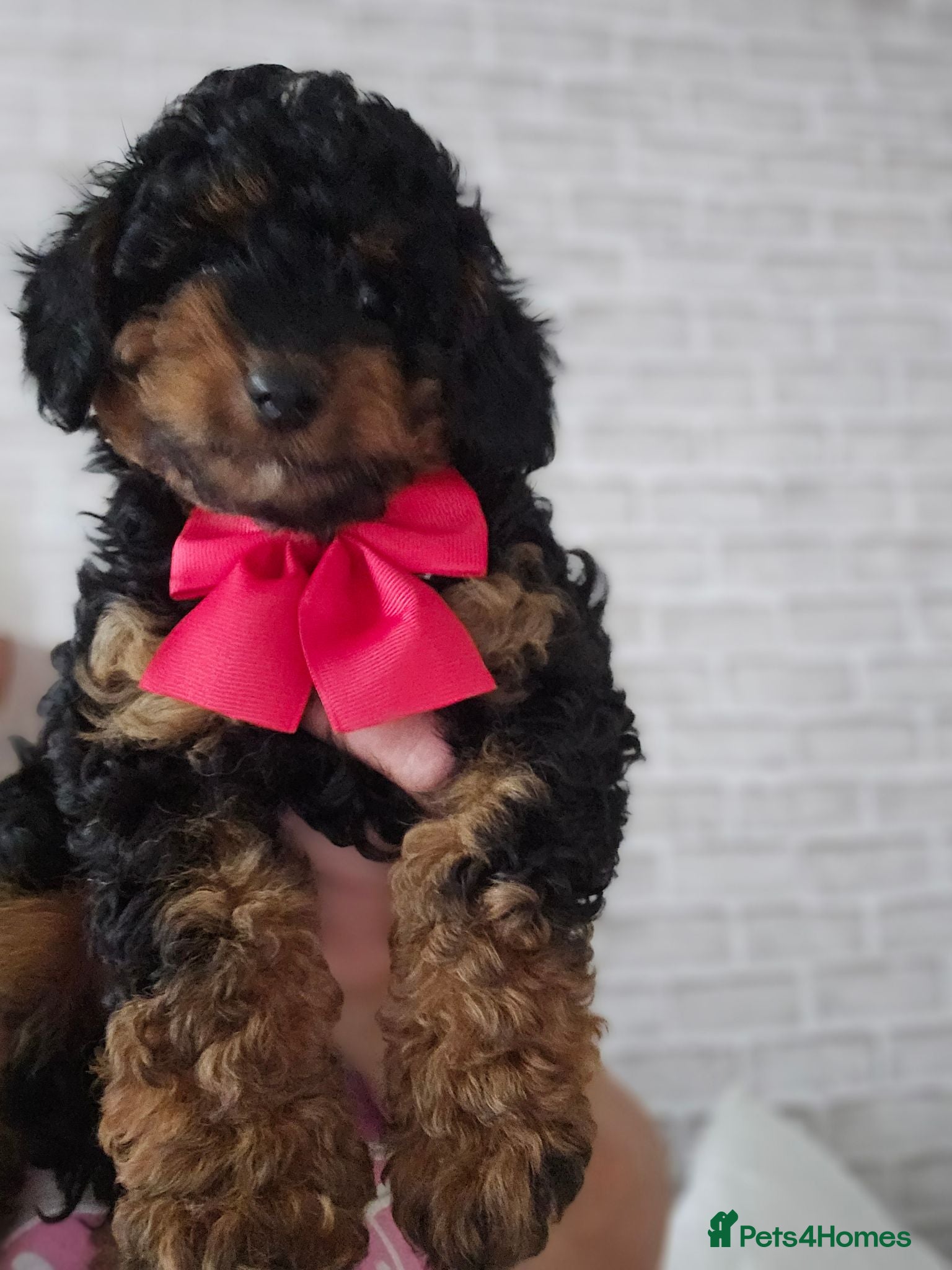 Cavapoo dogs Adorable Cavapoo Puppies Looking for Loving Homes - Advert 6