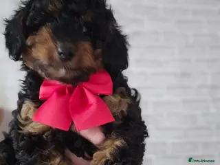 Cavapoo dogs Adorable Cavapoo Puppies Looking for Loving Homes - Advert 6