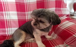 Lhasa Apso dogs for sale: Lhasa Apso 4 year old Bitch - Image 7