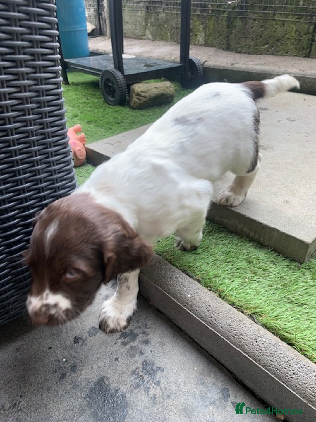 English Springer Spaniel dogs for sale: Springer pups - Image 12