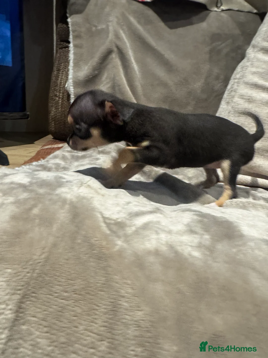 Chihuahua dogs for sale: Apple head short haired miniature Chihuahua in Southampton - Advert 27