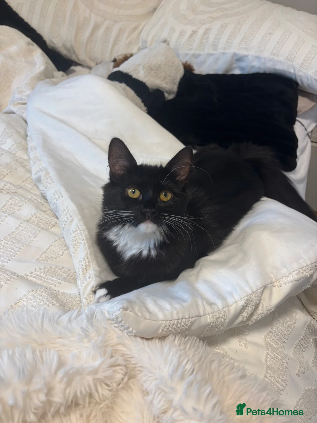 British Longhair cats for sale: Dark brown/black British Longhair Minnie - Advert 1