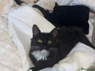 British Longhair cats Dark brown/black British Longhair Minnie - Advert 1