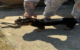 French Bulldog dogs for stud: Black and Tan boy - Image 5