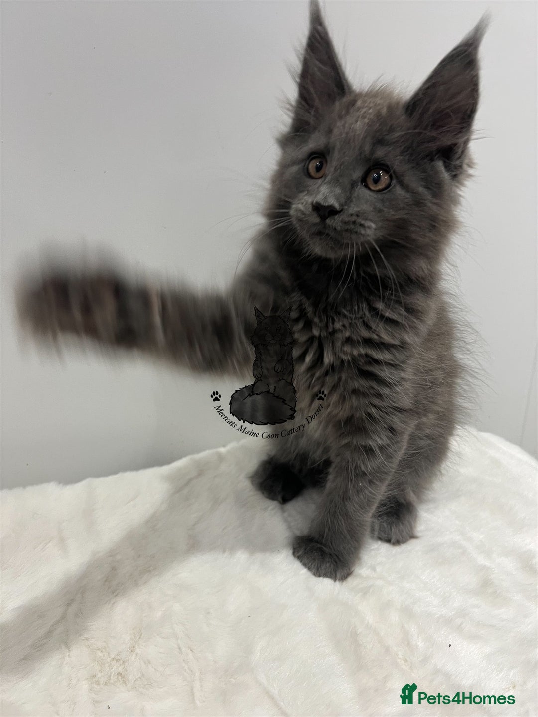 Maine Coon cats for sale: TICA boy male blue kitten Maine Coon nice  - Advert 3