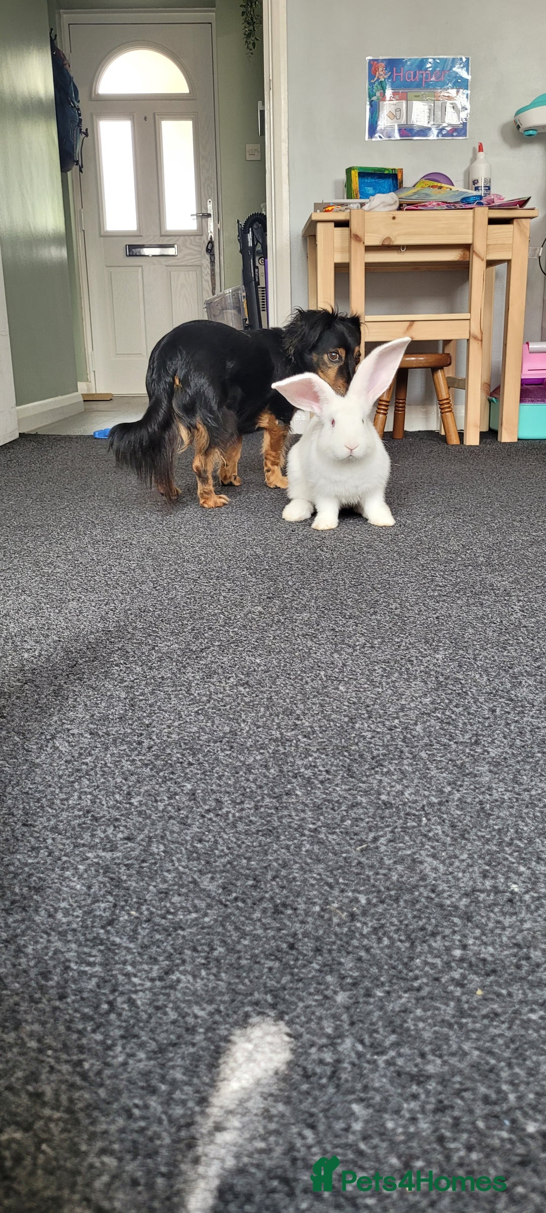 French Lop rabbits for sale: Giant French lop x giant continental  - Image 11