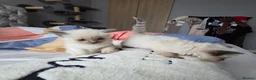Ragdoll cats for sale: Purebred Ragdoll Kittens, Ready to Go - Advert 34