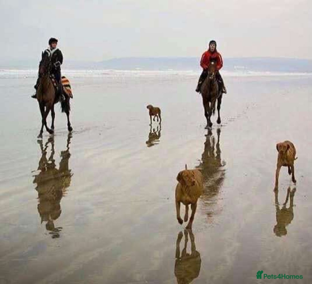 Hungarian Vizsla dogs for sale: KC registered Vizsla puppies  in Tiverton - Image 2