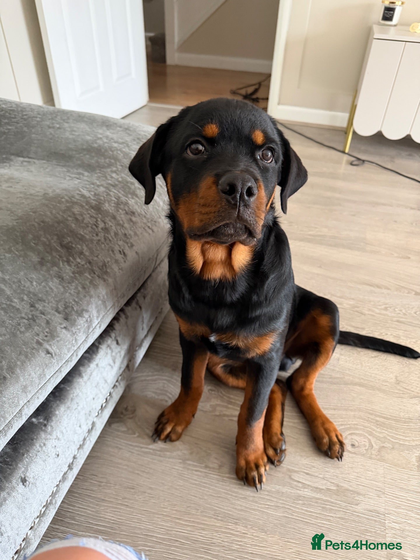 Rottweiler dogs Rottweiler 5 month old male called Titan  - Advert 2