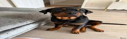 Rottweiler dogs for sale: Rottweiler 5 month old male called Titan  in Bath - Advert 1