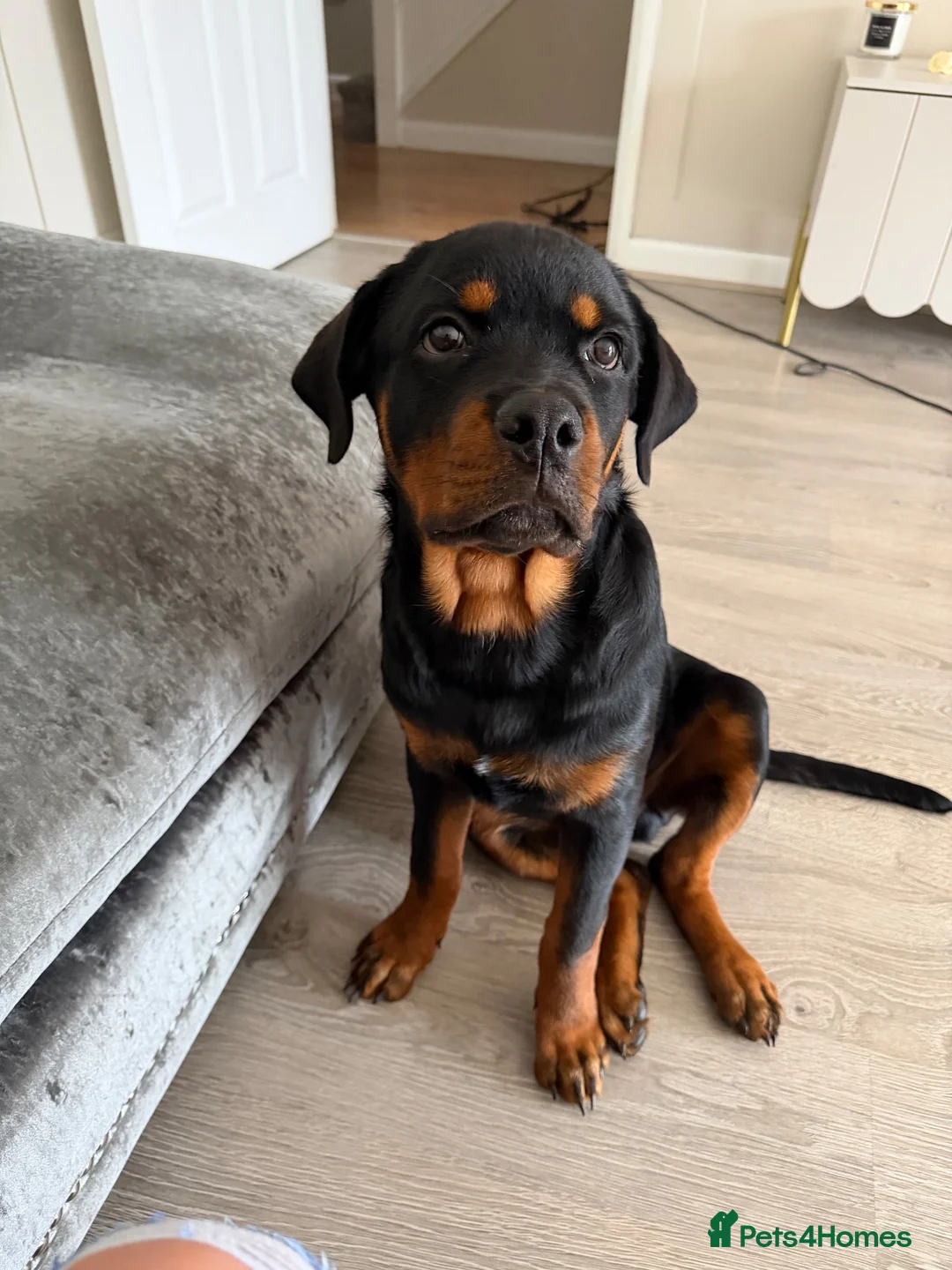 Rottweiler dogs for sale: Rottweiler 5 month old male called Titan  in Bath - Advert 1