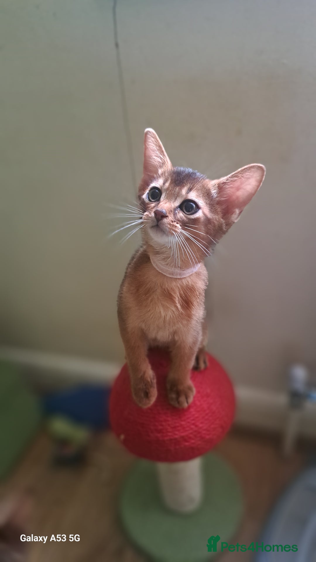 Abyssinian cats for sale: 5⭐️ TICA Pedigree Abyssinian Kittens - Advert 8