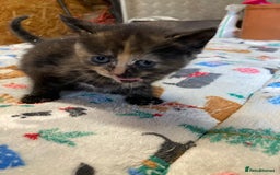 Persian cats for sale: 8 British short hair x Persian kittens  - Image 12