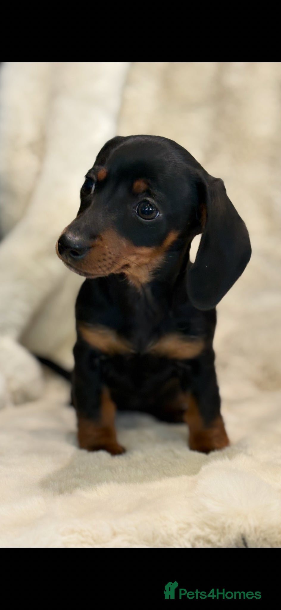 Miniature Dachshund dogs for sale: Mini smooth dachshund puppies  - Advert 1