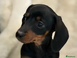 Miniature Dachshund dogs for sale: Mini smooth dachshund puppies - Advert 1