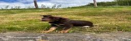Australian Kelpie dogs for sale: Last 2 Vaccinated Australian Kelpie Puppies - Advert 22
