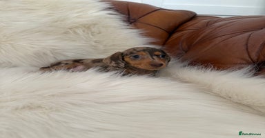 Miniature Dachshund dogs - Advert 12