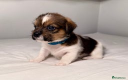 Mixed Breed dogs for sale: Stunning Jack tzu puppies. Jack Russell x Shih Tzu - Image 13