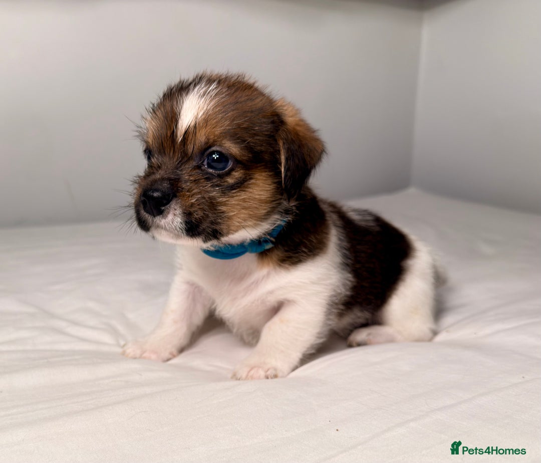 Mixed Breed dogs for sale: Stunning Jack tzu puppies. Jack Russell x Shih Tzu - Image 13