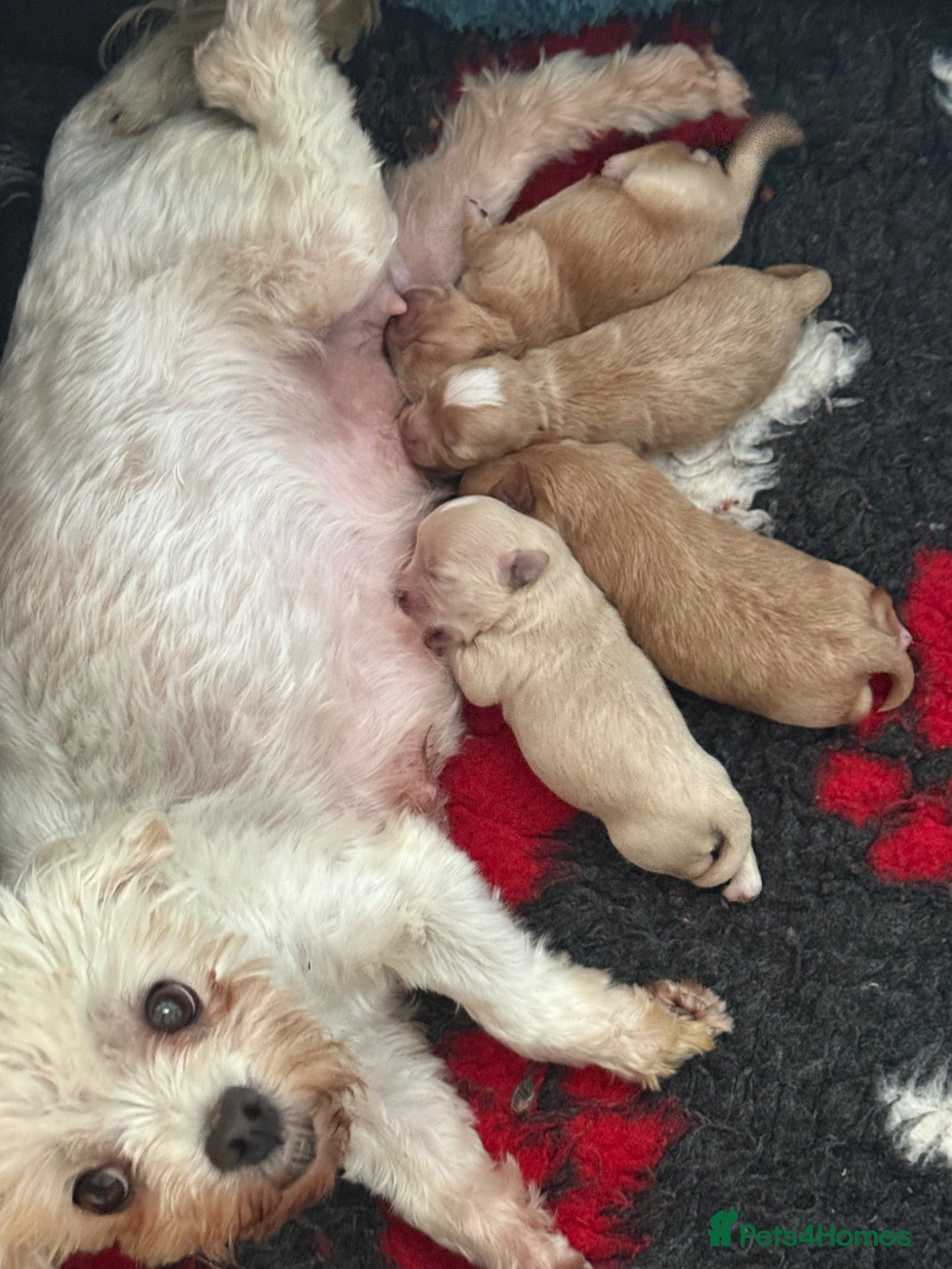 Maltipoo dogs Maltipoo Babies  - Advert 1