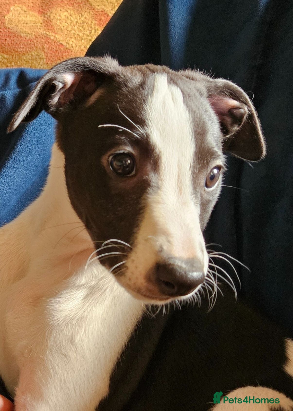 Whippet dogs KC Reg female whippet puppy  - Advert 1
