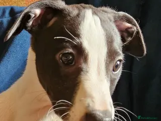 Whippet dogs for sale: KC Reg female whippet puppy - Advert 2