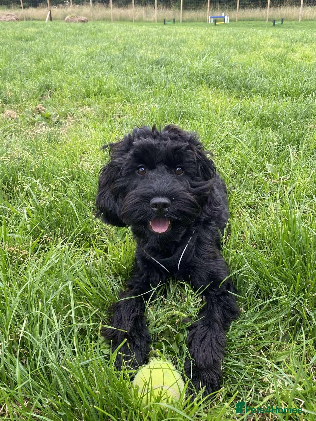 Cockapoo dogs for sale: Cockapoo Puppies  in Bo'ness - Advert 2