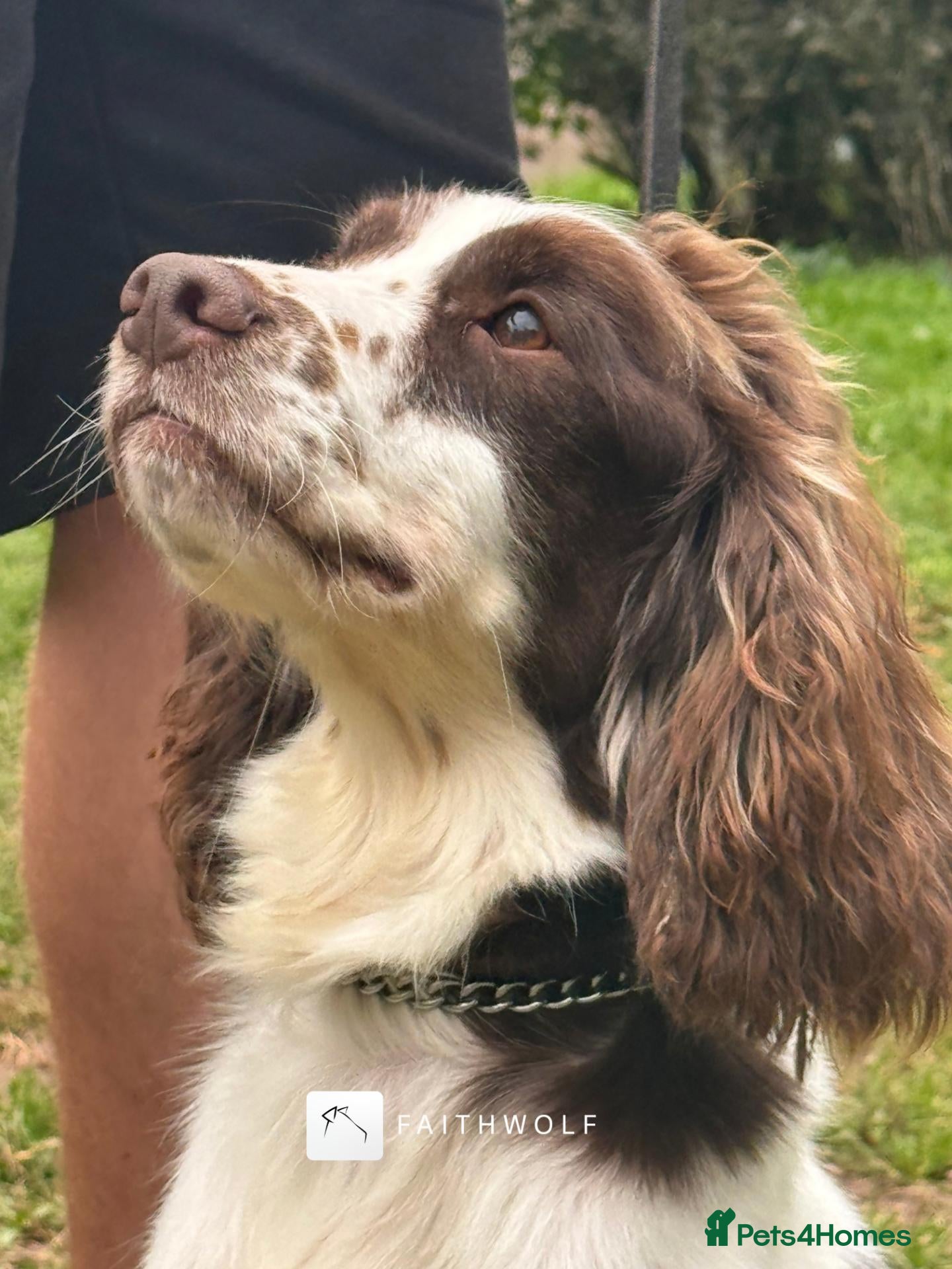 English Springer Spaniel dogs Freddie - Fully Trained Pet Springer Spaniel - Advert 1