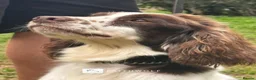 English Springer Spaniel dogs for sale: Freddie - Fully Trained Pet Springer Spaniel - Advert 1