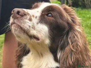 English Springer Spaniel dogs Freddie - Fully Trained Pet Springer Spaniel - Advert 5