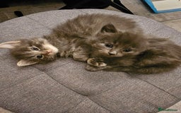British Longhair cats for sale: 5 little kittens  - Advert 1